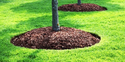 MULCH tree care