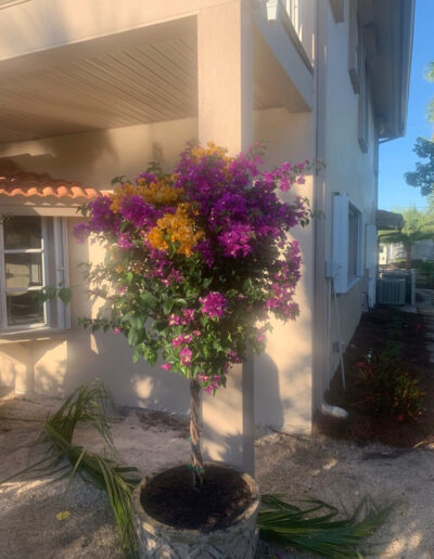 Landscaping