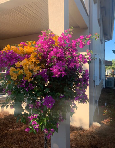 Landscaping seasonal plants