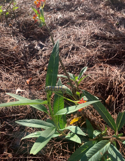 Landscaping mulch