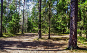what is an arborist