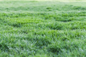 types of grass
