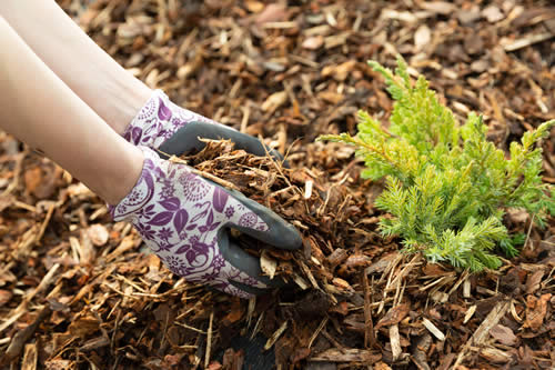 Mulch